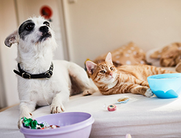 parents - kids - animals - choosing pets