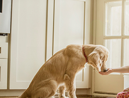 parents - kids - animals
