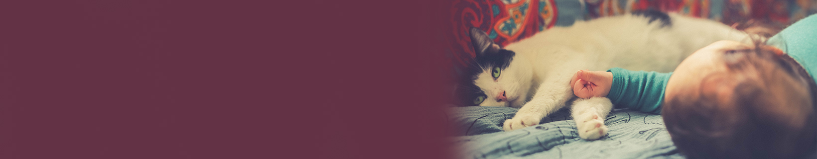parents - kids - animals - cats