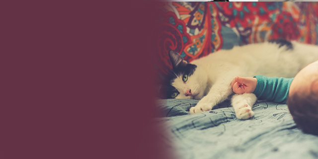 parents - kids - animals - cats