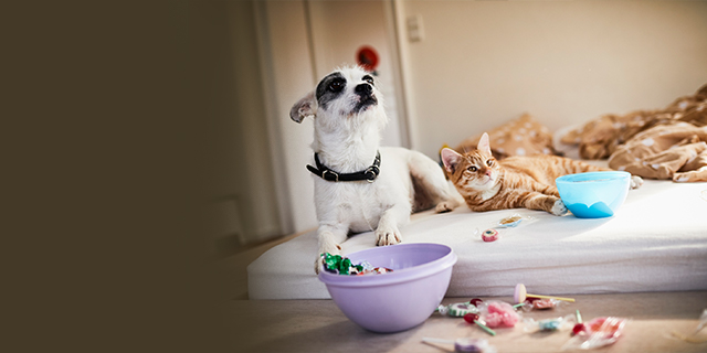 parents - kids - animals - choosing pets